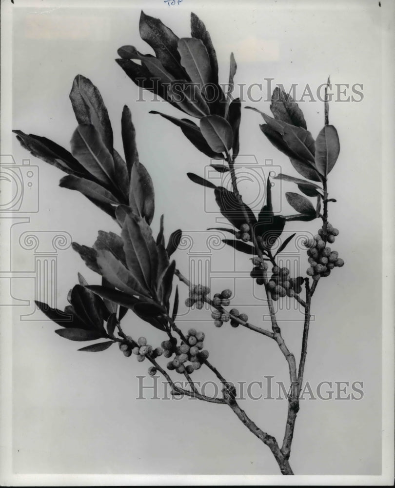 1982 Press Photo Bayberry Shrub Plants - 308 - Historic Images