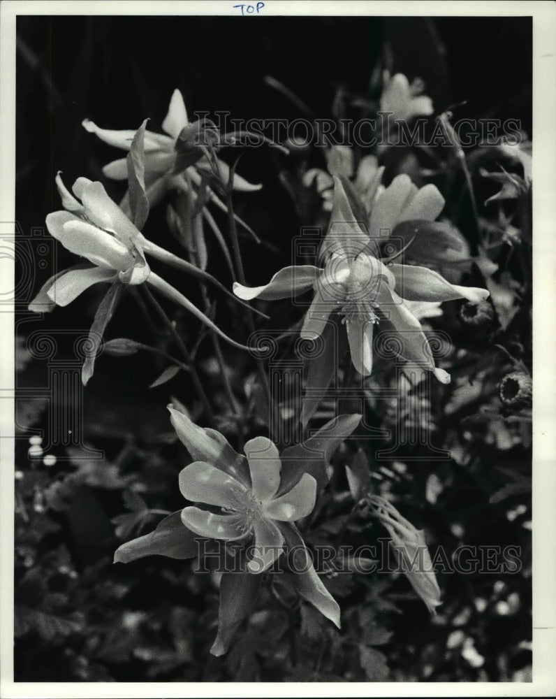 1985 Press Photo Columbine Flower at Ann Baker Garden. - Historic Images