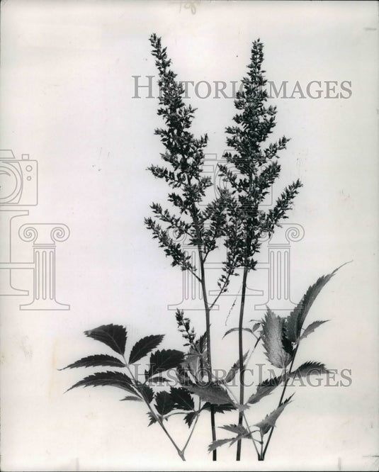 1969 Press Photo Astilbe - cva58385 - Historic Images