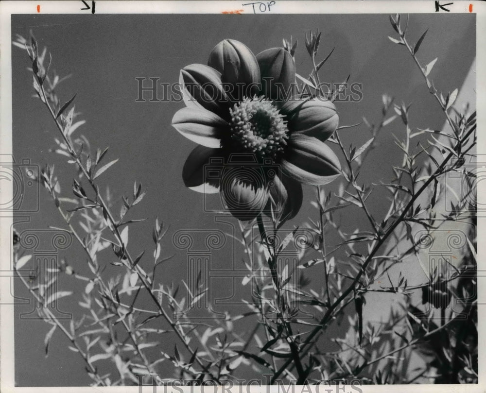 1969, The dwarf single dahlia flower - Historic Images