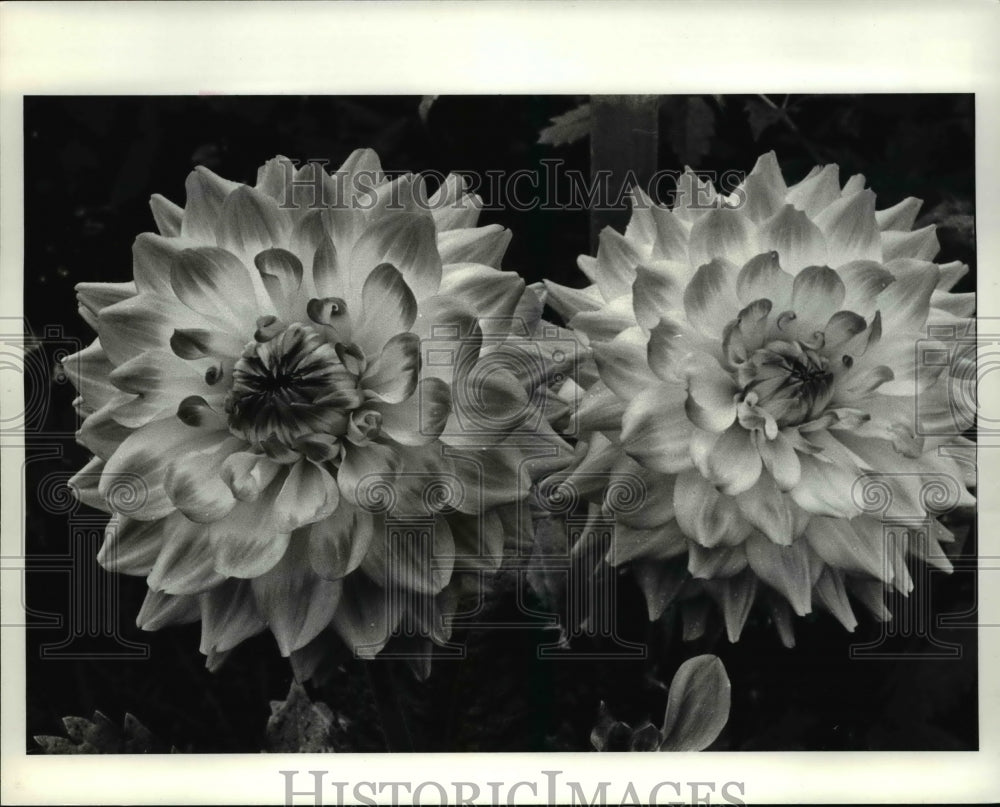 1984 Press Photo Nick Kozopas&#39; dahlia flowers - Historic Images