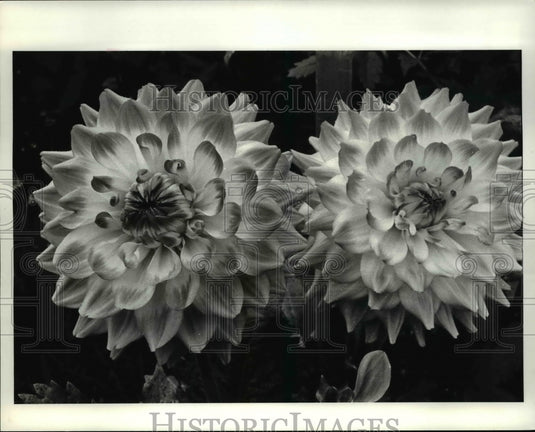 1984 Press Photo Nick Kozopas' dahlia flowers - Historic Images