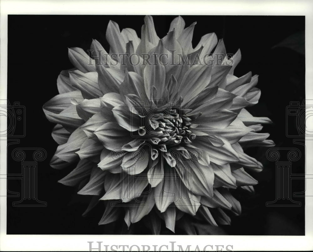 1986 Press Photo Dahlias Flowers from Mrs. Patricia Lybargers Garden-Historic Images