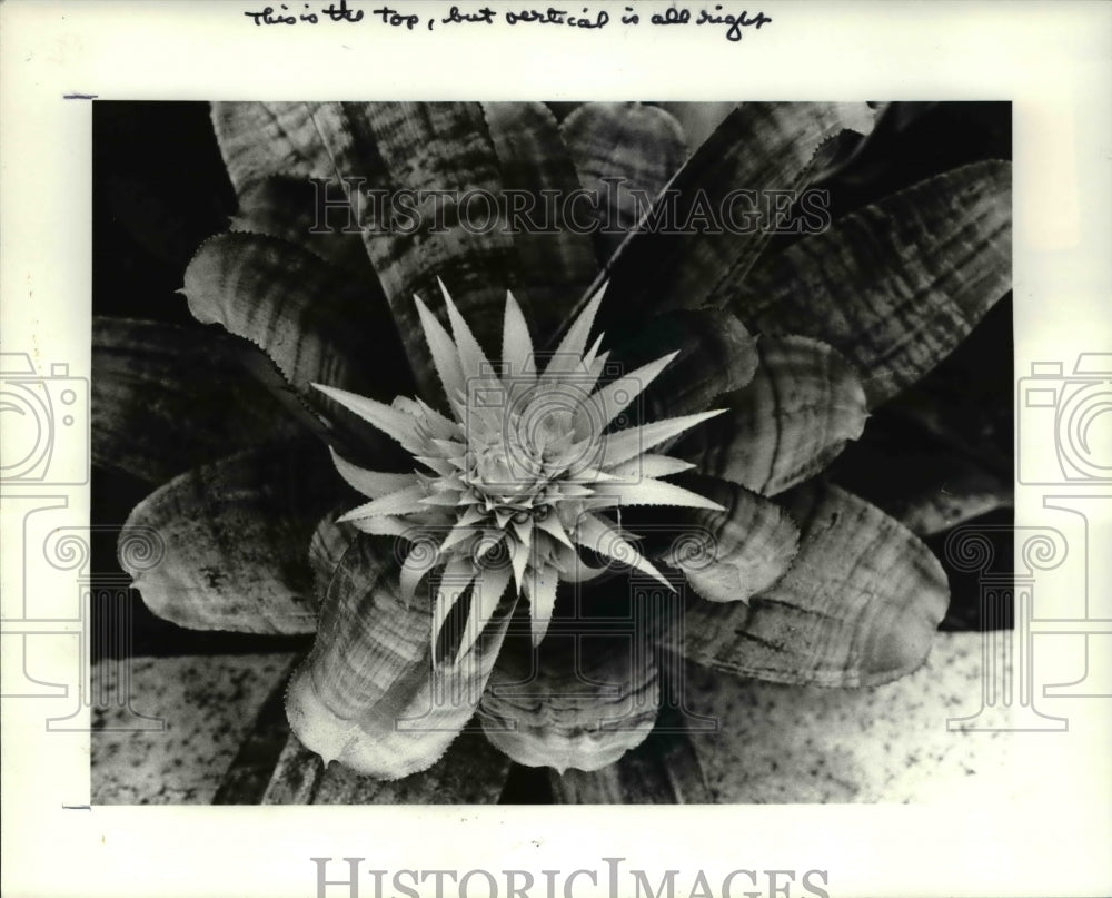 1985 Press Photo Brosmeliad variety of flowers in bloom atthis time. - Historic Images