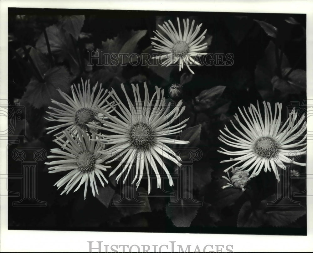 1993 Press Photo Doronicum flowers at the Garden Center - Historic Images