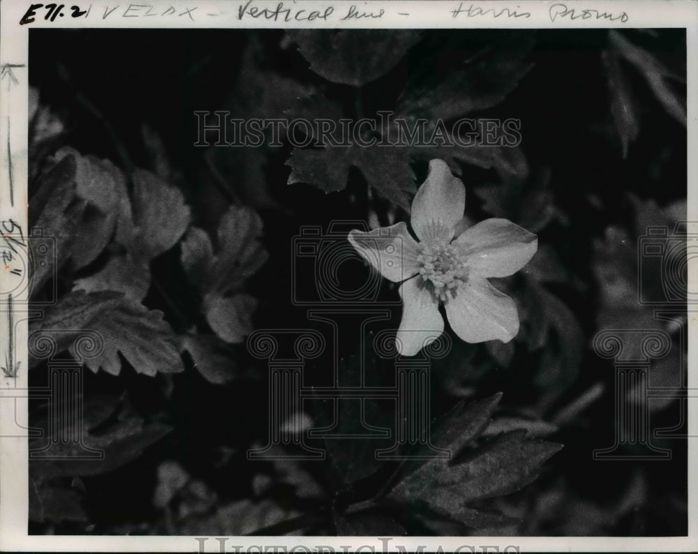 1966 The windflower, anemone quinquefolia - Historic Images