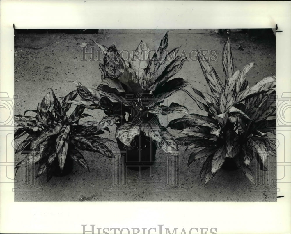 1990 Press Photo Maria, Silver King, Silver Queen at Hirts Greenhouse &amp; Flowers - Historic Images