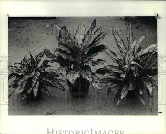 1990 Press Photo Maria, Silver King, Silver Queen at Hirts Greenhouse & Flowers - Historic Images