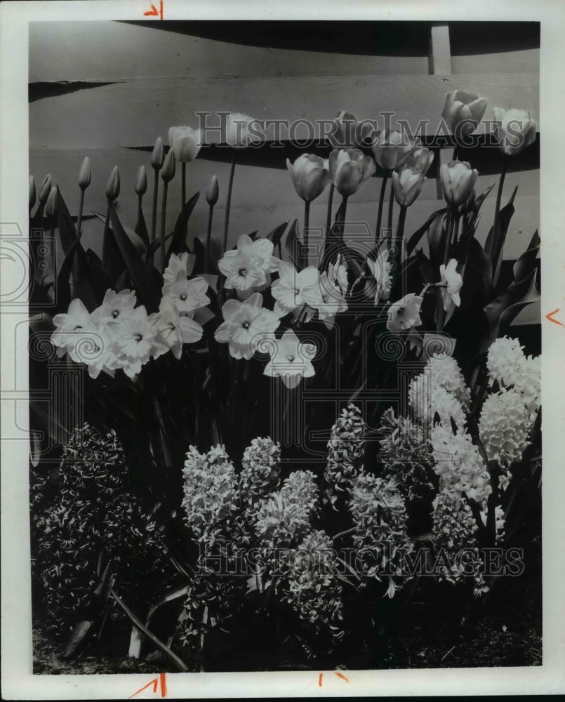 1976 Press Photo Daffodils, Tulips and Hyacinths during spring - Historic Images