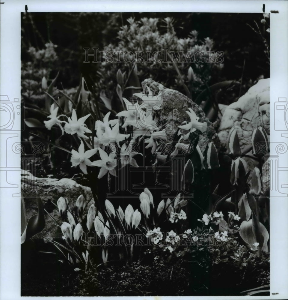 1994 Press Photo Daffodils - Historic Images