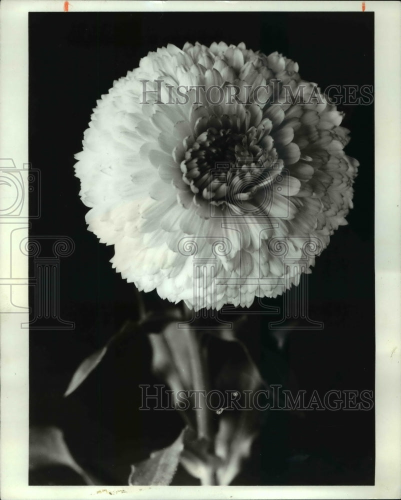 1971 Press Photo Calendula has proven popular among home gardeners-Historic Images