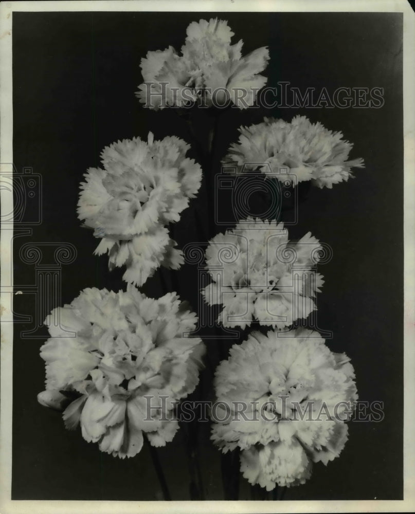 1968 Press Photo Carnations - Historic Images