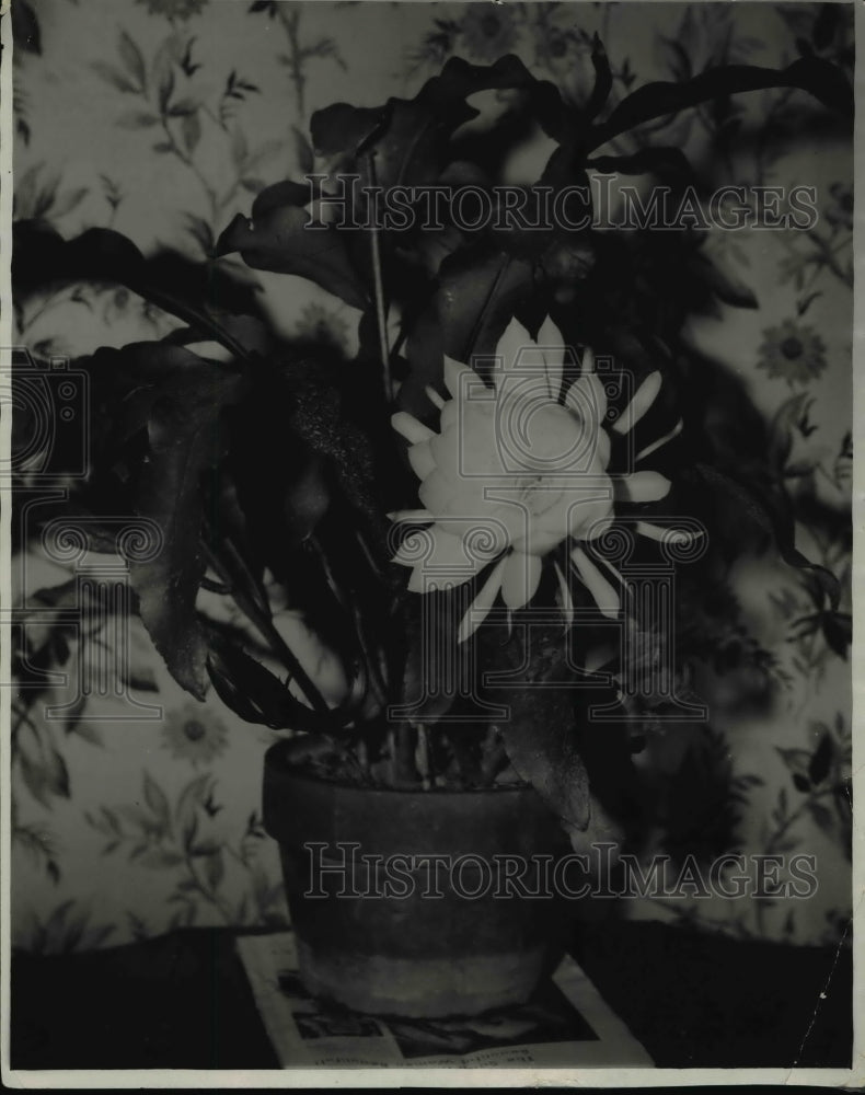 1932 Press Photo Night blooming cereus owned by P.M. Van Driest - Historic Images