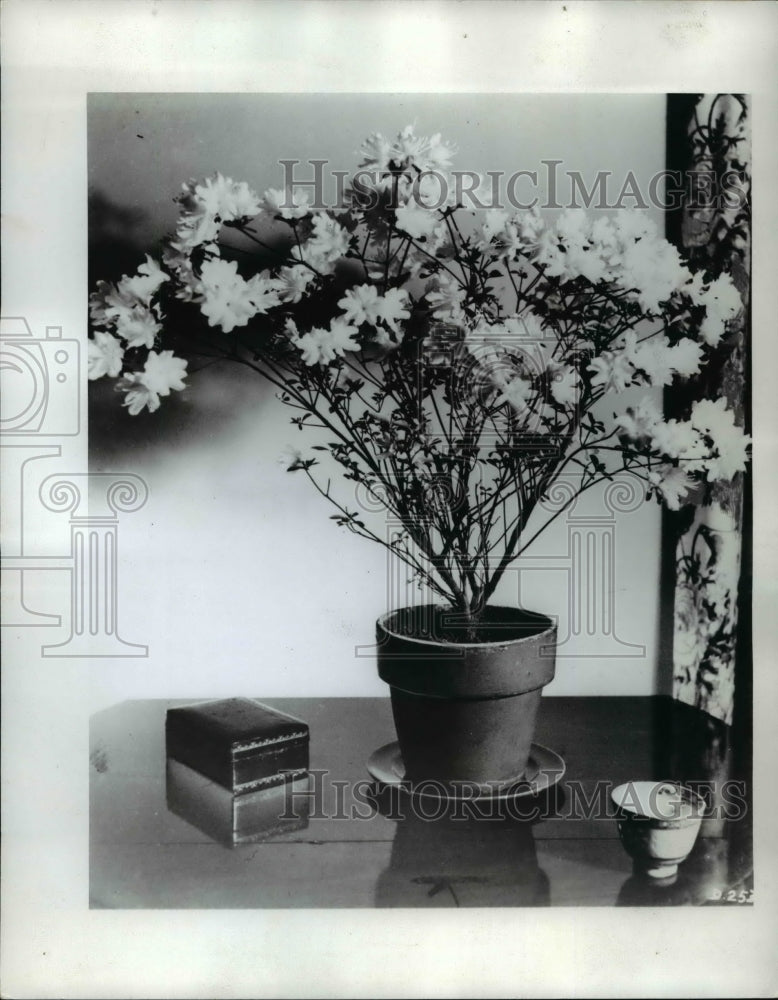 1966 Press Photo Azalea - Historic Images