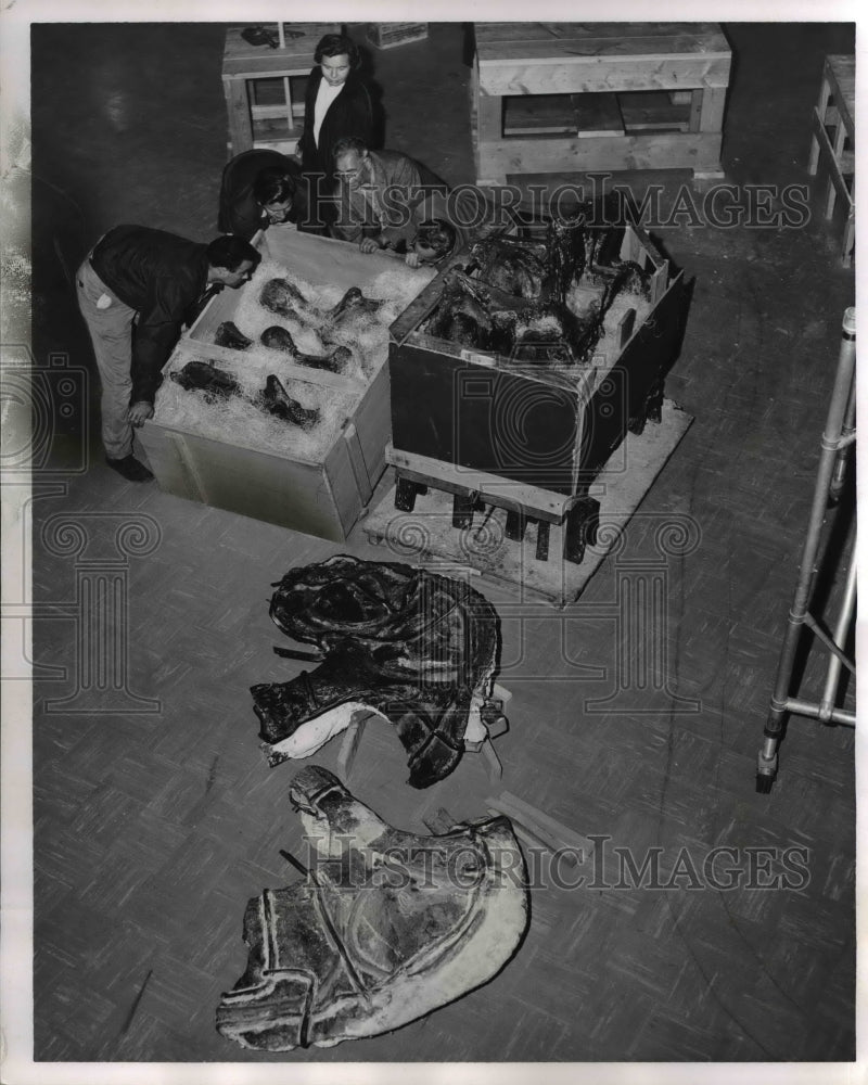 1960 The crate with the pelvic girdle of per historic dinosaur - Historic Images