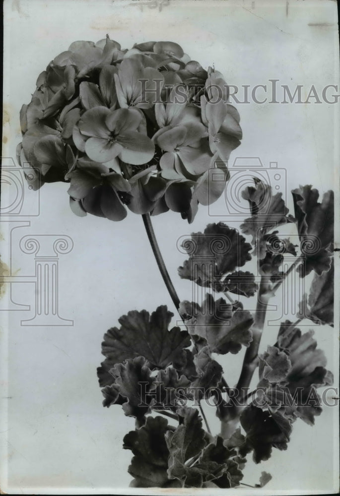 1970 The geraniums - Historic Images