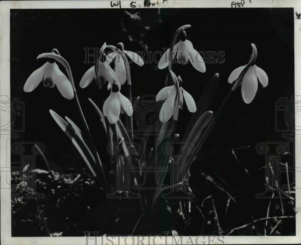 1970 The galanthus - Historic Images