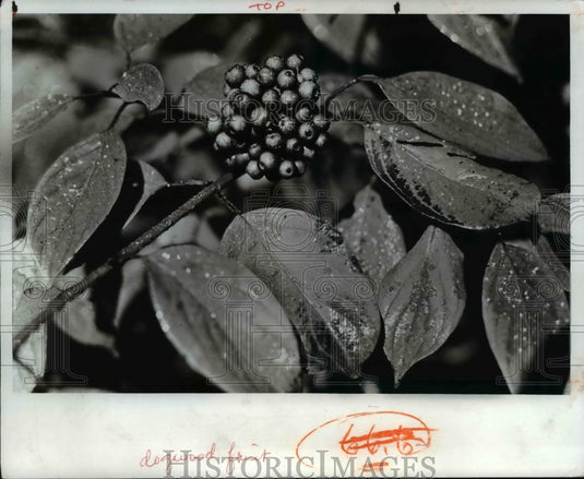 1971 Flowers & Plants  - Historic Images