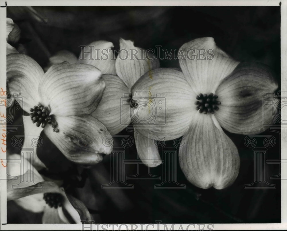 1989 Press Photo Flowers - Dogwood - Historic Images