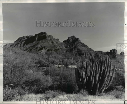 1972 Flowers and Plants  - Historic Images