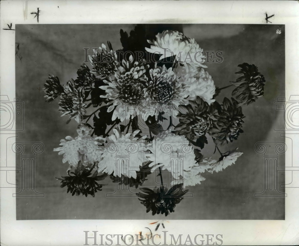 1966 Press Photo Chrysanthemums - Historic Images