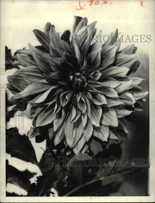 1934, Hillcrest Mandarin of Charles Loach - Historic Images
