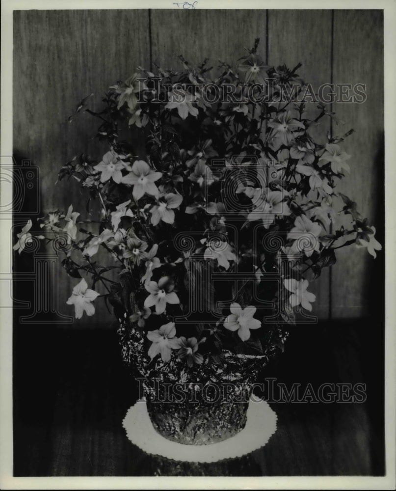 1971 Press Photo Flowers &amp; Plants - Potted Browallia - Historic Images