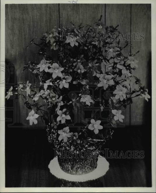 1971 Press Photo Flowers & Plants - Potted Browallia - Historic Images