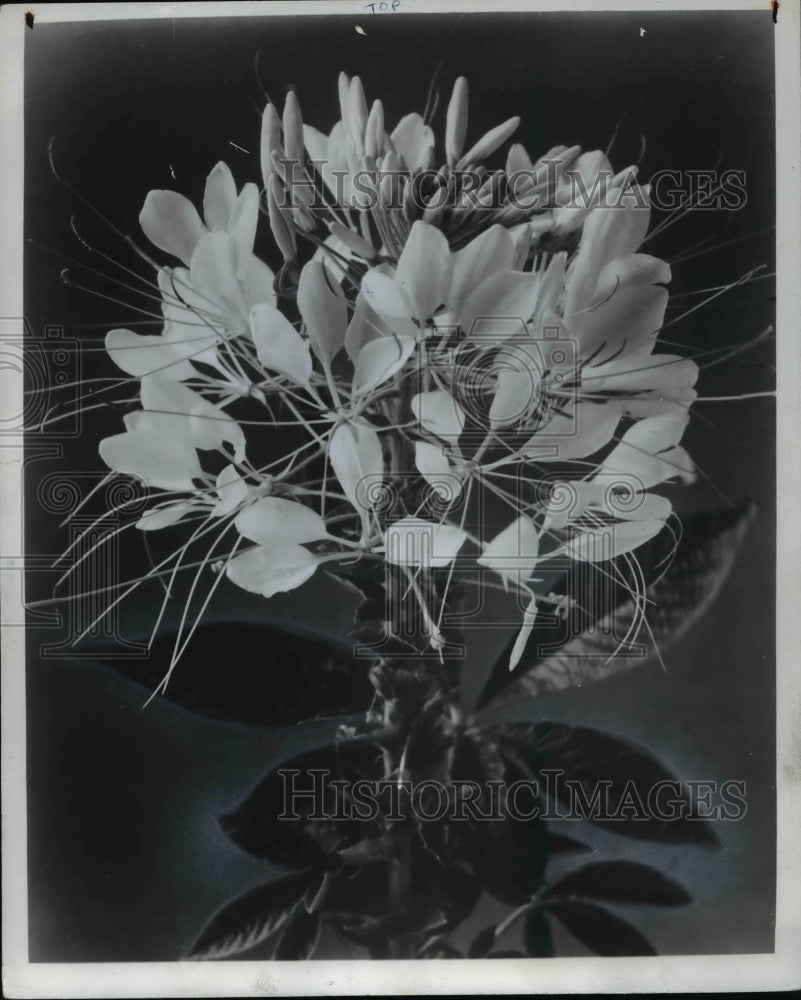 1971, Flowers &amp; Plants - Cleome - Historic Images