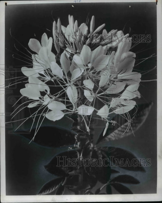 1971, Flowers & Plants - Cleome - Historic Images