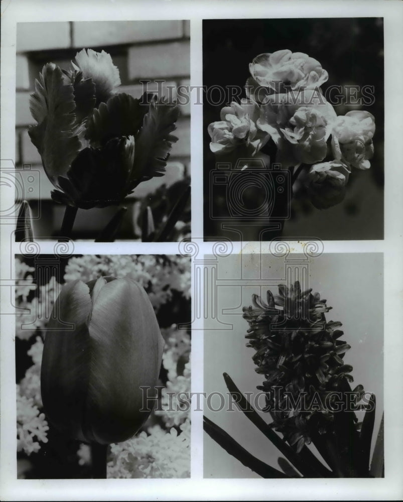 1970, Holland bulb winners: tulip, narcissus, hyacinth - Historic Images