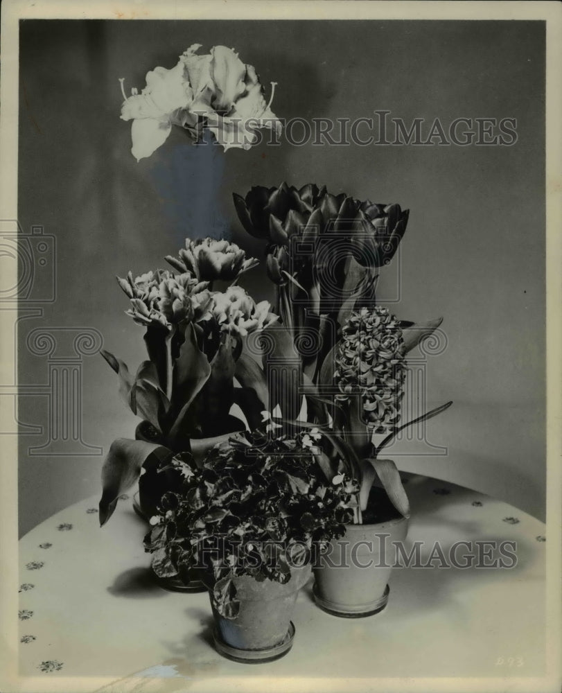 1965, Spring Flowering Bulbs - Historic Images