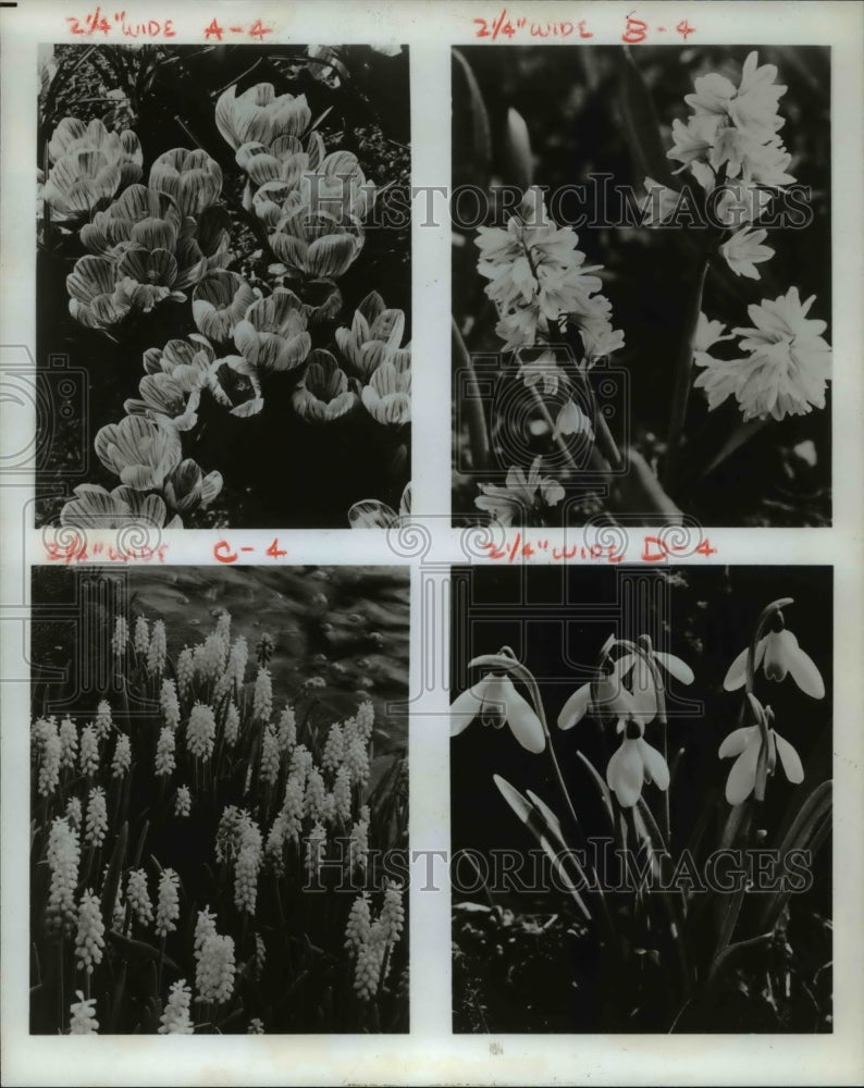 1976 Press Photo Minor Bulbs, Crocus, Puschkiwa, Galanthus, Guage Hyacinth - Historic Images