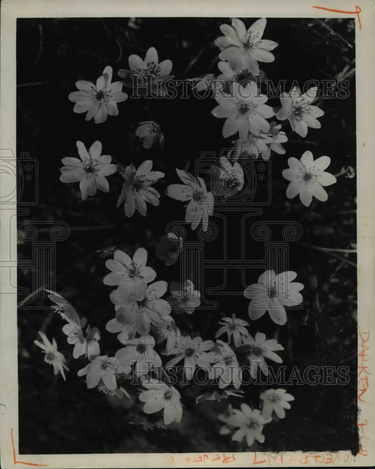 1965 Anemone at the Flower show - Historic Images