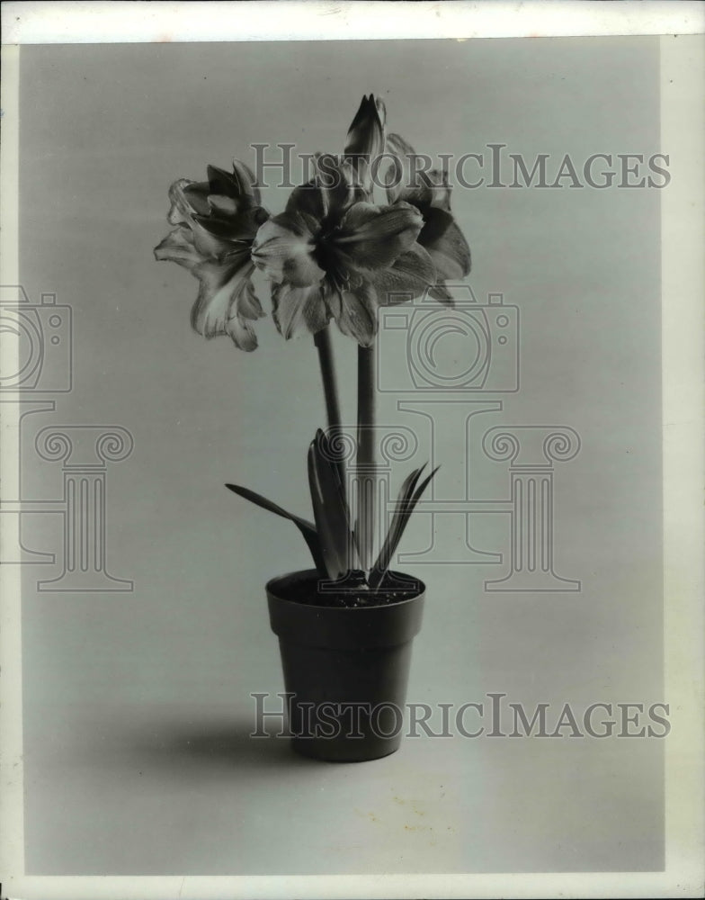 1967 Press Photo South African Amaryllis - cva60749 - Historic Images