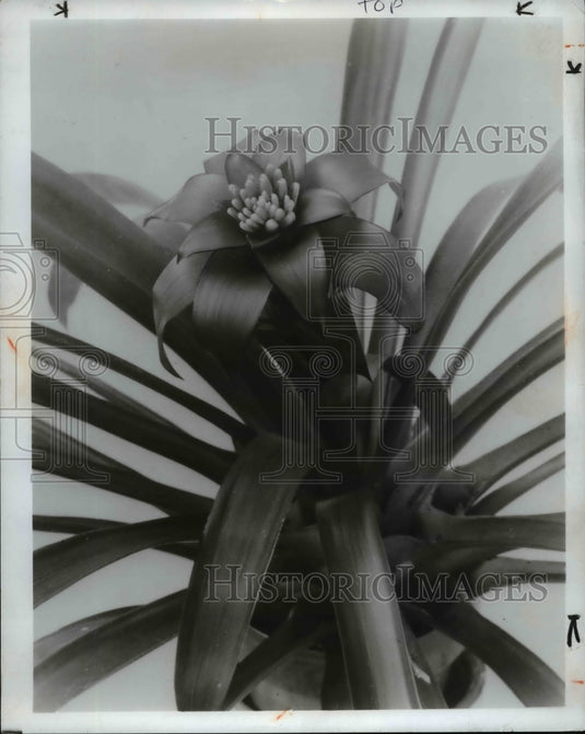 1972, Flowers - Historic Images