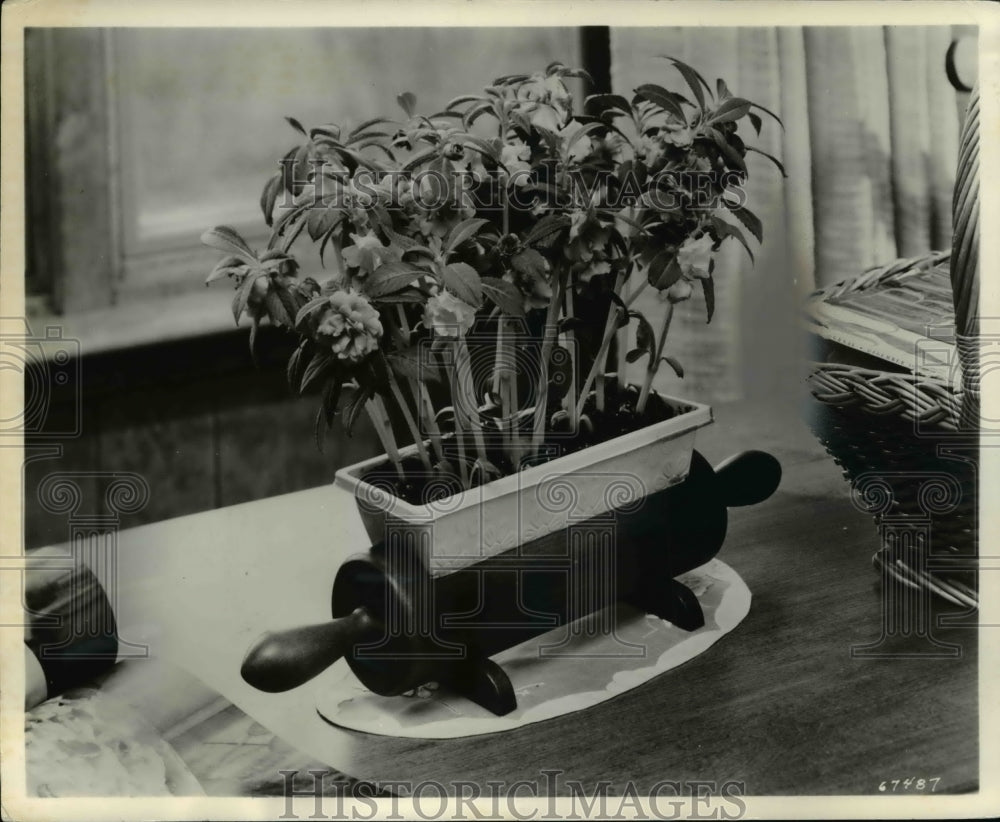 1961 Balsam &amp; other indoor flower available in special preseeded kit - Historic Images