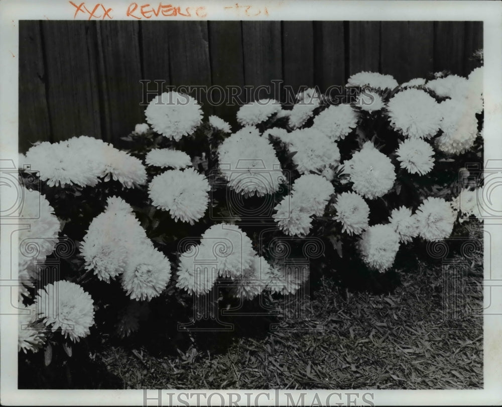 1966 Press Photo Dwarf White Aster-Historic Images