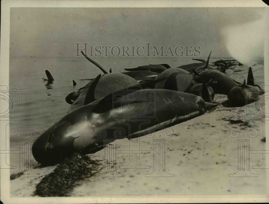Undated Sixty eight giant balckfish moored on the shore of East Bows - Historic Images