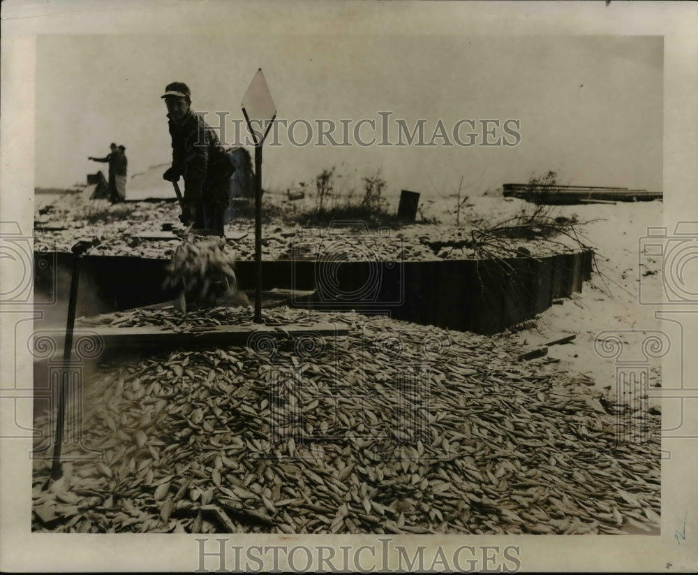 1953 Press Photo Fishermen unloading a haul - Historic Images