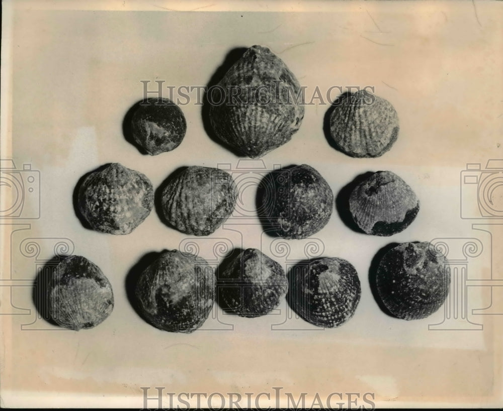 1969 Press Photo Fossils of Shelled Sea Animals Found in Mine - Historic Images