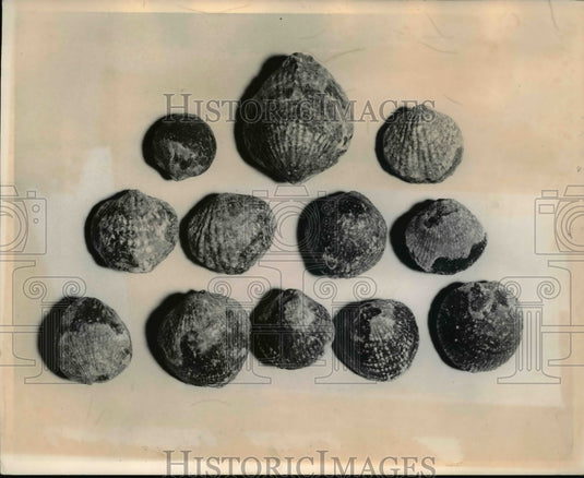 1969 Press Photo Fossils of Shelled Sea Animals Found in Mine - Historic Images