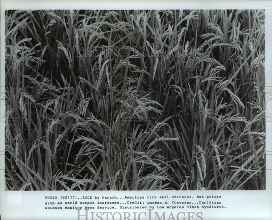 1917 Press Photo Rice field-Historic Images