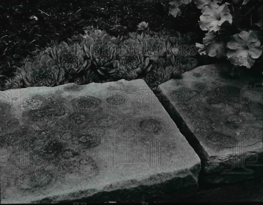 1966 Press Photo Stepping stones next to Hens and Chicks - Historic Images