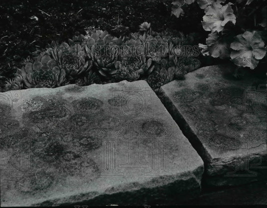 1966 Press Photo Stepping stones next to Hens and Chicks - Historic Images