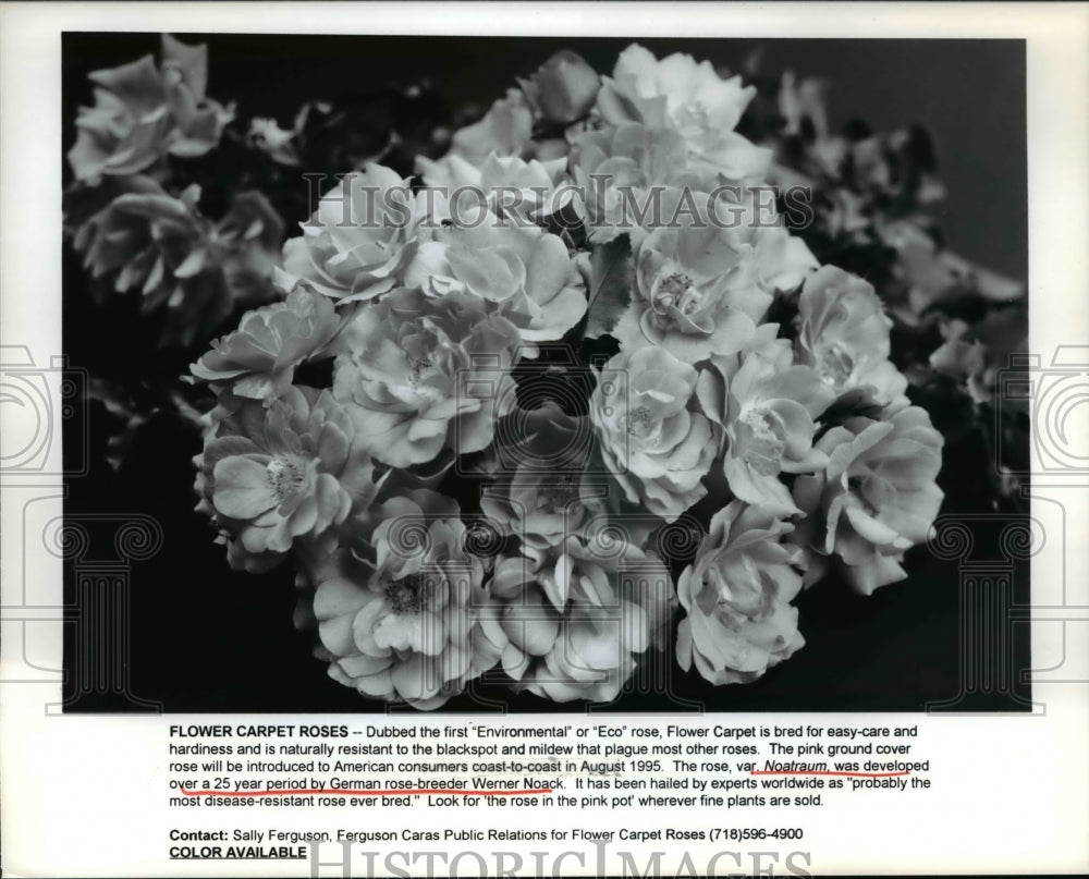 1995 Press Photo Flower carpet, the first &quot;eco&quot; rose - Historic Images