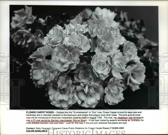 1995 Press Photo Flower carpet, the first "eco" rose - Historic Images