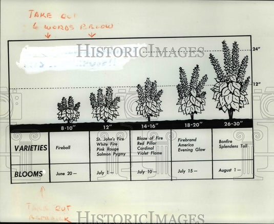 1969 Flowers & Plants Salvea  - Historic Images