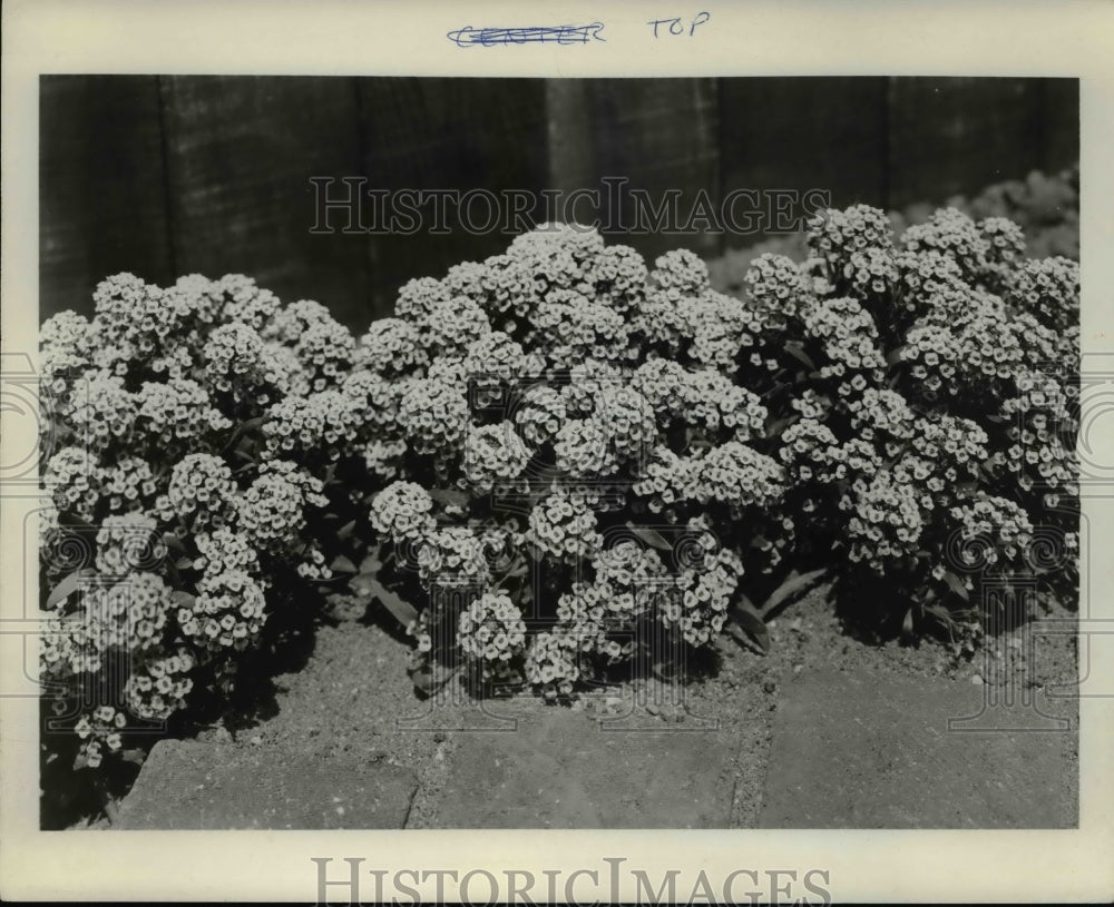 1972 Press Photo Flowers &amp; Plants - 166 - Historic Images