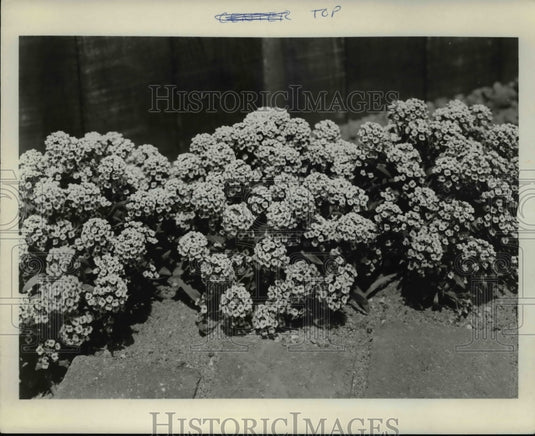 1972 Press Photo Flowers & Plants - 166 - Historic Images